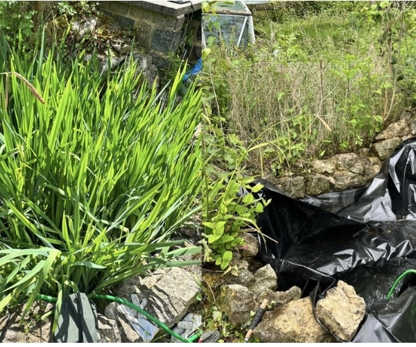 Overgrown garden pond surrounded by dense plants, rocks and exposed liner before clearance and maintenance in Thanet.